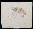 XL Fossil Shrimp - Lebanon #14024-1